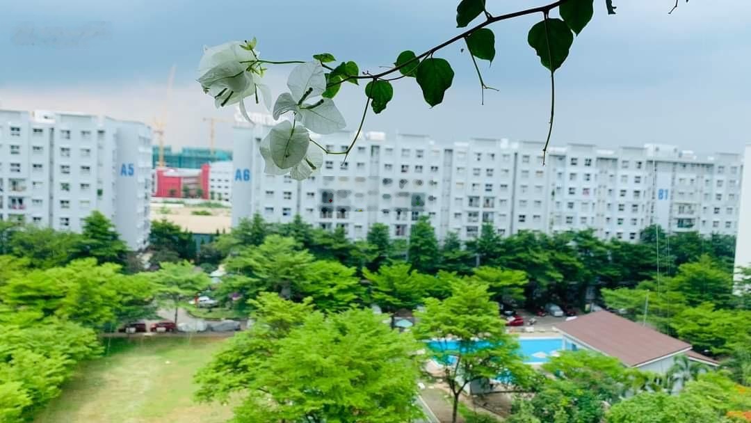 ảnh