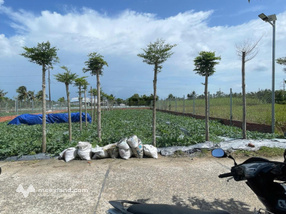 Nền thổ cư xây trọ ok gần đại học nam cần thơ, đại học fpt, chợ mỹ khánh