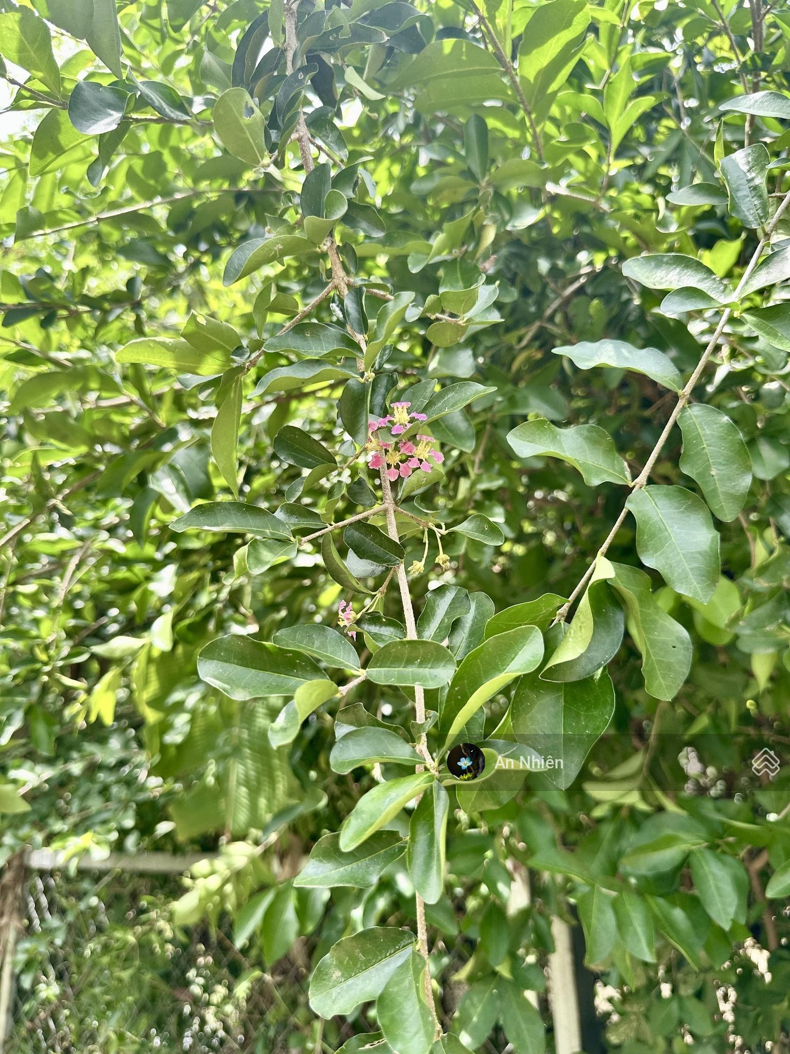 ảnh