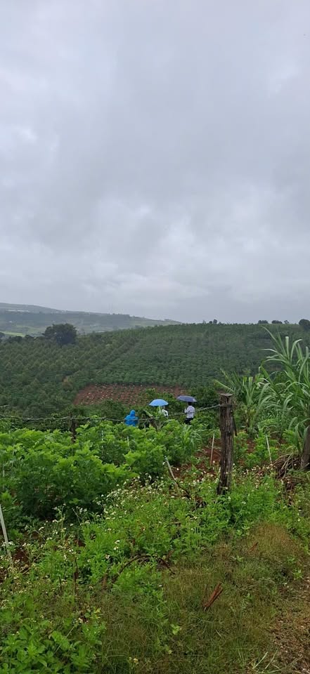 Đất nền hot cạnh Đà Lạt, giá chỉ 415 triệu!