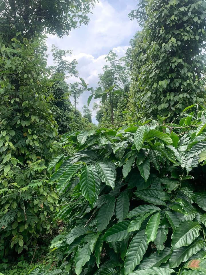 Đất view chill, giá mềm nhũn tại Đắk Nông - Chốt đơn lẹ làng