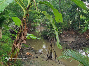 Bán hơn 1 công đất vườn 150m2 thổ cư rạch Ông Cốm, Đông Phước, Tp Cần Thơ cách Chợ Cái Chanh 2,7km