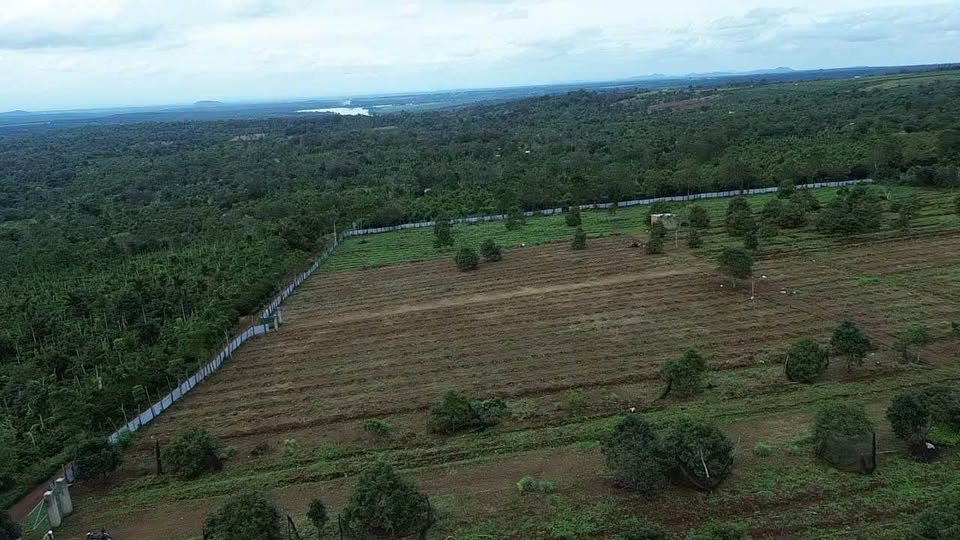 Rẫy sầu riêng 2.8ha Đắk Lắk - Thu nhập khủng