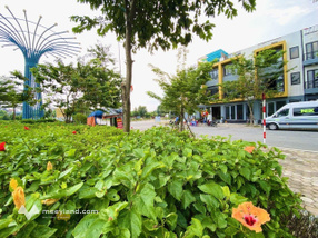 Bán 2 căn Shophouse sát nhau vừa ở vừa KD tại KĐT Phố Nối House, Hưng Yên, 6.1 tỷ, 4 tầng, 65m2