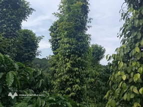 Chào bạn, chúng tôi đang có một lô đất cực kỳ hấp dẫn tại xã Trường Xuân, tỉnh Lâm Đồng