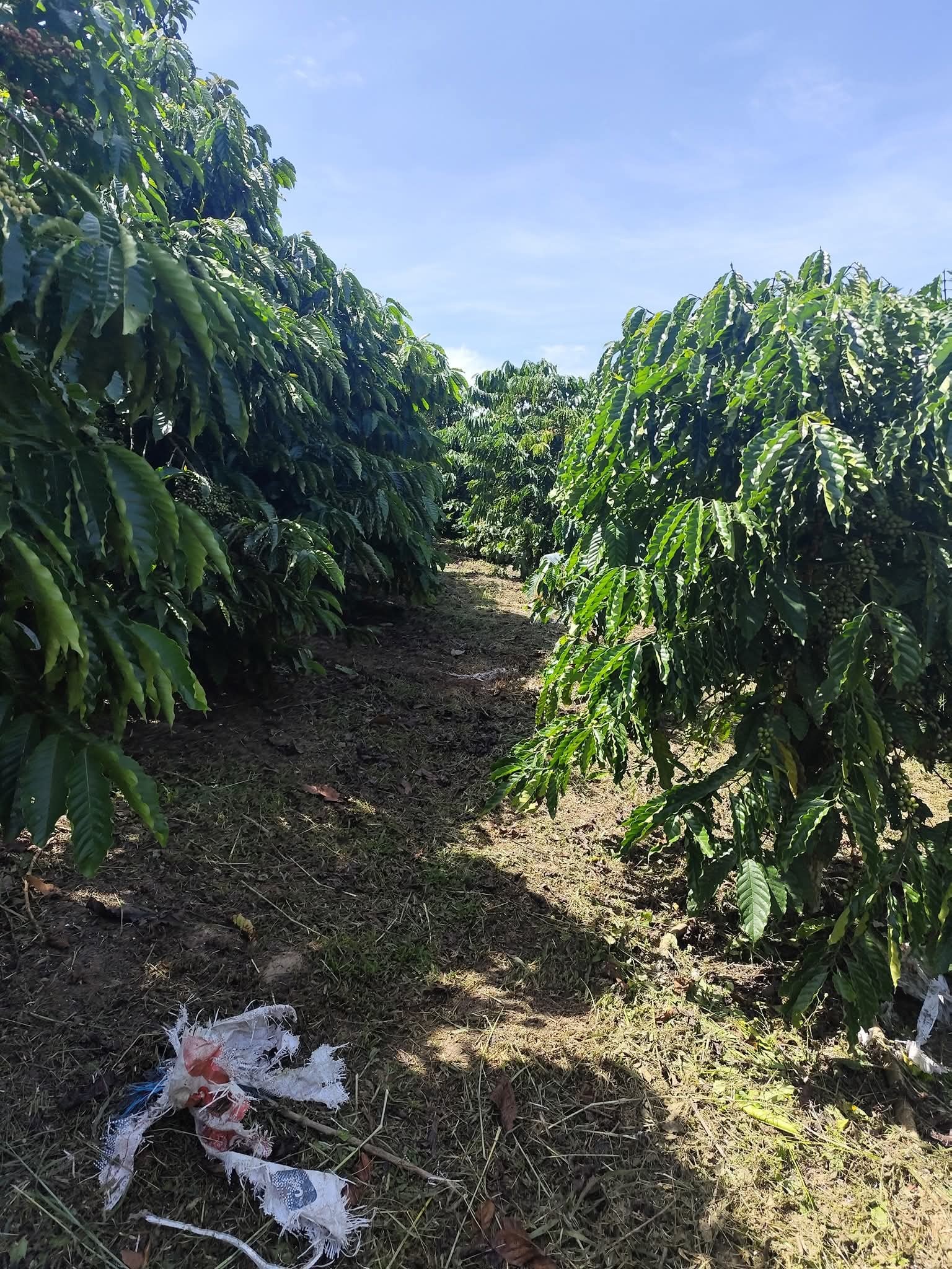 Đất vàng Lâm Hà 5ha cafe thu chính đẹp, lợi nhuận cao, cơ hội đầu tư sinh lời