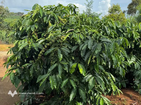 Đất cà phê 2,4 ha, sổ hồng sẵn sàng, chỉ 4,3 tỷ - Đắk Nông