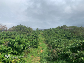 Siêu phẩm đất nông nghiệp rộng tới 3ha