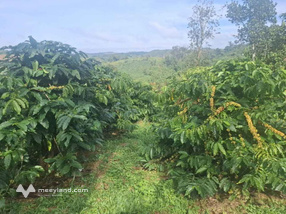Vườn cafe đẹp như mơ, 4.5ha, giá 3 tỷ, chủ gửi bán gấp