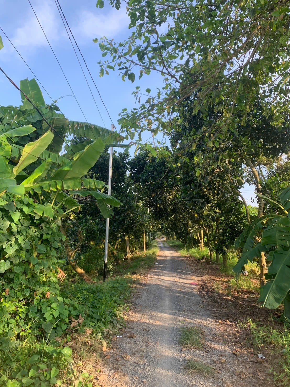 Đất vàng An Giang 115m2 thổ cư giá hời 290 triệu, ai chốt nhanh?