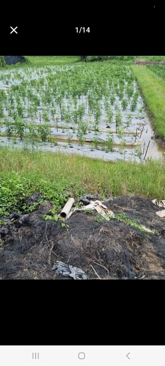 Đất nền Đồng Tháp giá sập sàn, đầu tư là lời ngay