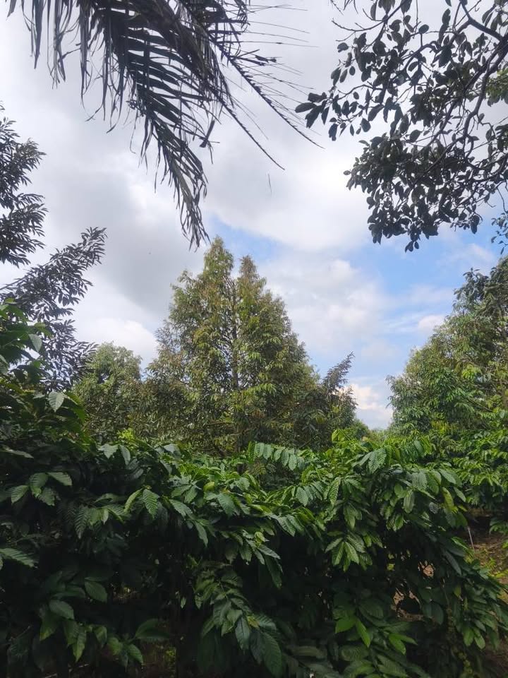 Vườn sầu riêng 6ha cà phê xen kẽ, đất đẹp, giá hời