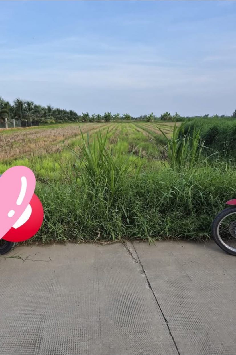 Bán đất ruộng 1232m2, mặt tiền 10m, gần chợ Phú Lễ, Ba Tri, Bến Tre