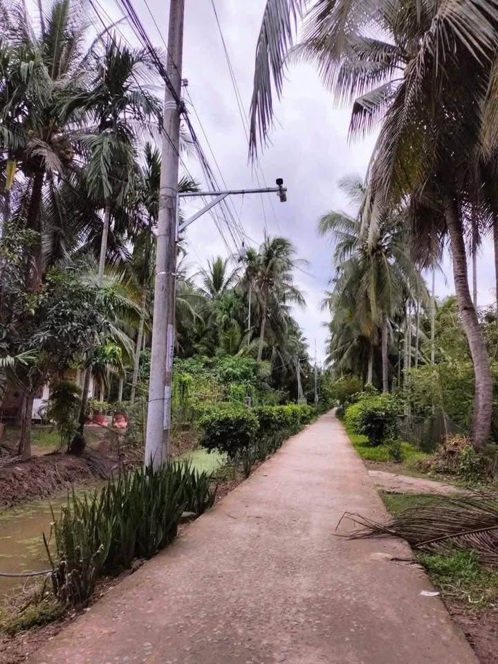 Bán đất vườn dừa Châu Hòa, Bến Tre, 7317,9m2