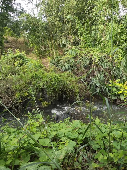 Đất Đồng Nai 6ha "trang trại tương lai" giá hời, điện 3 pha sẵn sàng