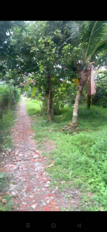 Mảnh vườn cổ thụ 800m2 tại Tiên Thủy, Bến Tre