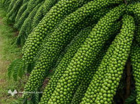 Đất vàng Thoải Giáp, Nghĩa Thắng 1,9 hecta lộc trời, giá thương lượng