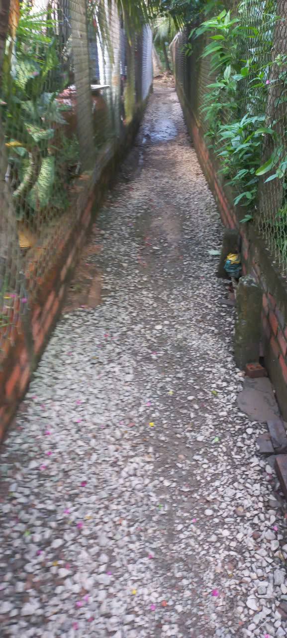 Bán 1.4 hecta đất trồng bưởi và dừa tại xã Giao Long, tỉnh Vĩnh Long, gần Trạm Y Tế An Phước