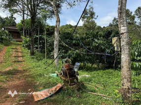 Rẫy Cà Phê 1,6 hecta vào là hái quả, giá hời chỉ 3,2 tỷ