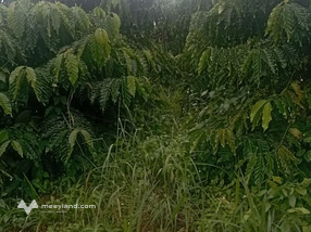 Bán 1,2 hecta rẫy tiêu, cà phê, sầu riêng đất bằng đẹp, vị trí đắc địa