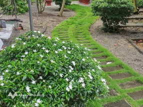 Nhà vườn siêu xinh xắn đang chờ chủ mới đây ạ