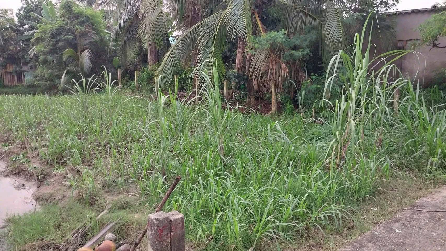 Đất nền xã Tân Đông, Gò Công, Tiền Giang, đường ô tô, giá 230 triệu