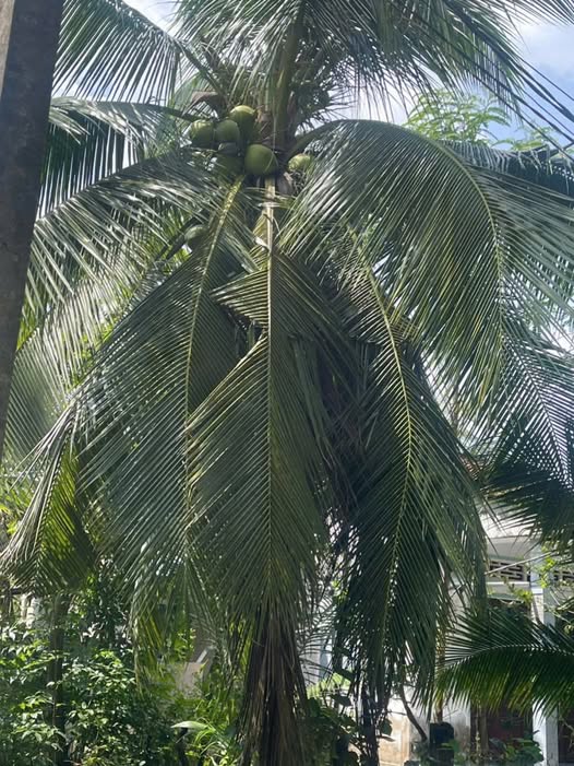 Nhà xinh xíu, giá iu, dọn vô ở liền