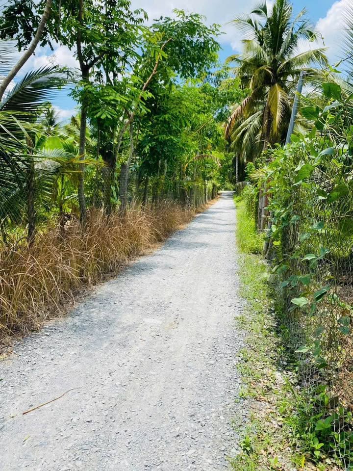 Vườn dừa xanh đỏ, cau trĩu quả chốn an cư lý tưởng tại Bến Tre