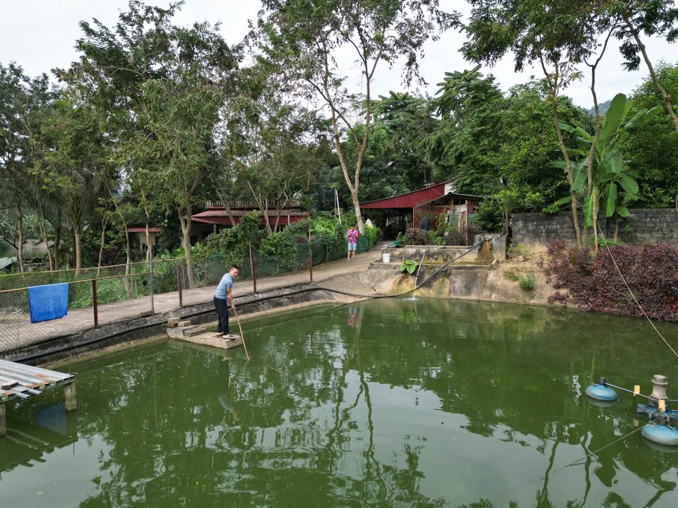 Trang trại 1ha, 1 tỷ 980 triệu, sổ đỏ sẵn sàng, chăn nuôi thả ga