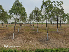 Bán đất trống full thổ cư tại xã Lợi Thuận, Bến Cầu, Tây Ninh