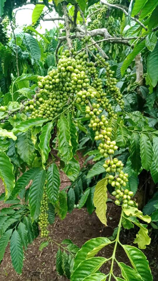 Rẫy cà phê kinh doanh đầy tiềm năng tại thôn 2, xã Hòa Phú, Chư Păh, Gia Lai đang chờ bạn đến khai thác