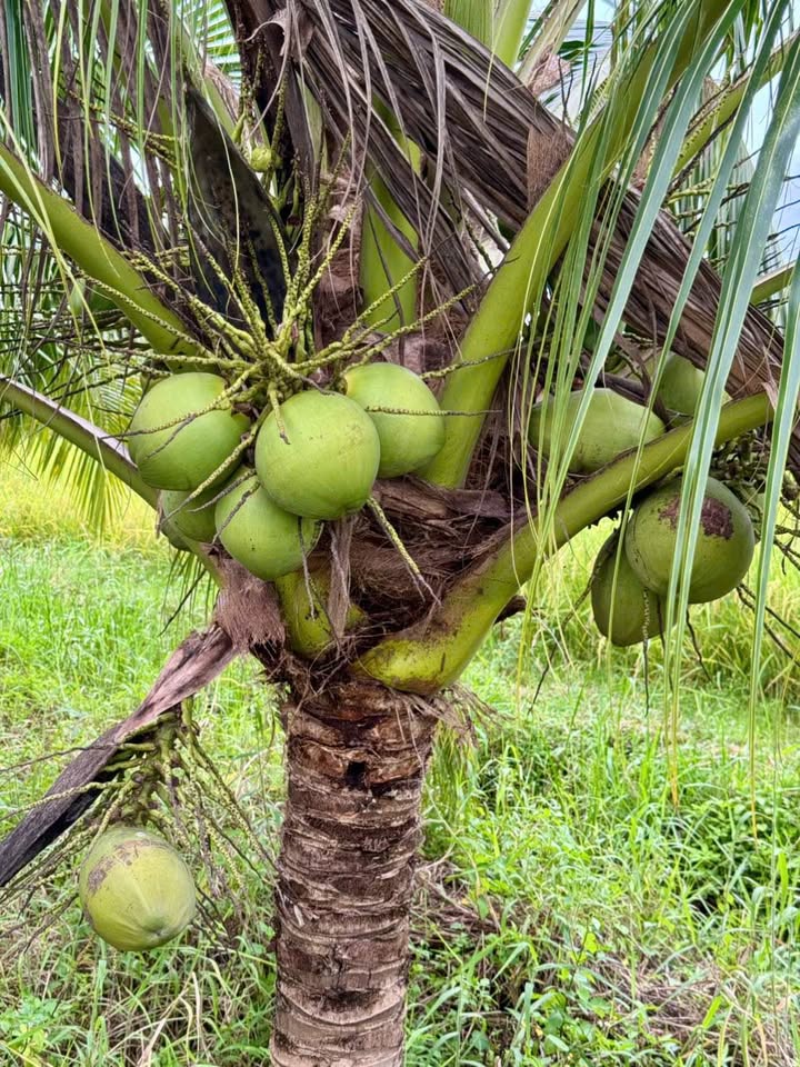 Đất vườn dừa trĩu quả, 1.5 sào, đường xe hơi, giá chỉ 650 triệu