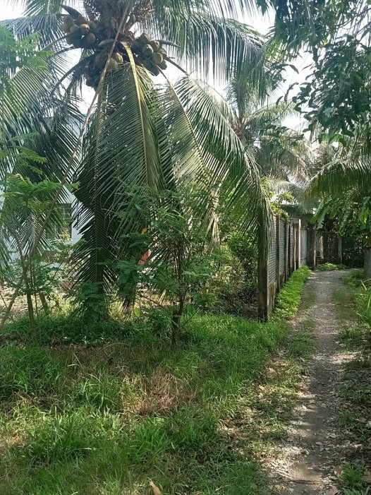 Cơ hội vàng sở hữu ngay nền đất rộng rãi tại xã Hưng Nhượng, Vĩnh Long