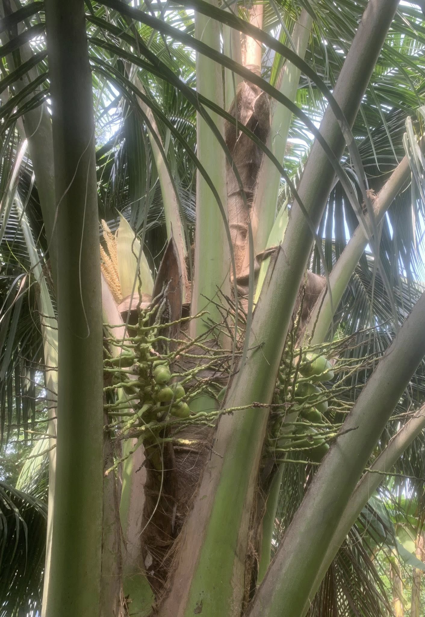 Vườn dừa khô 3 năm tuổi, tiền tỷ đang chờ, đất vàng giáp kênh