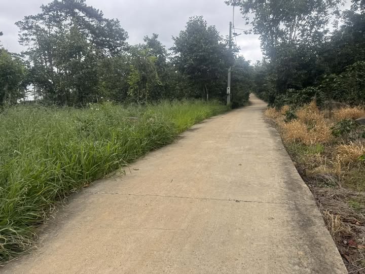 Đất view rừng thông săn mây Đà Lạt, 1,65 tỷ có vườn hồng cafe