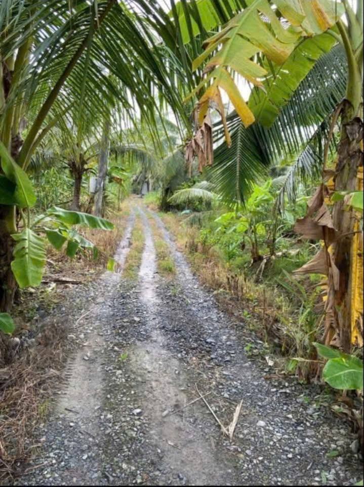 Bán đất 1500m2 mặt tiền 30m tại Vĩnh Long, gần khu công nghiệp Phong Nẫm