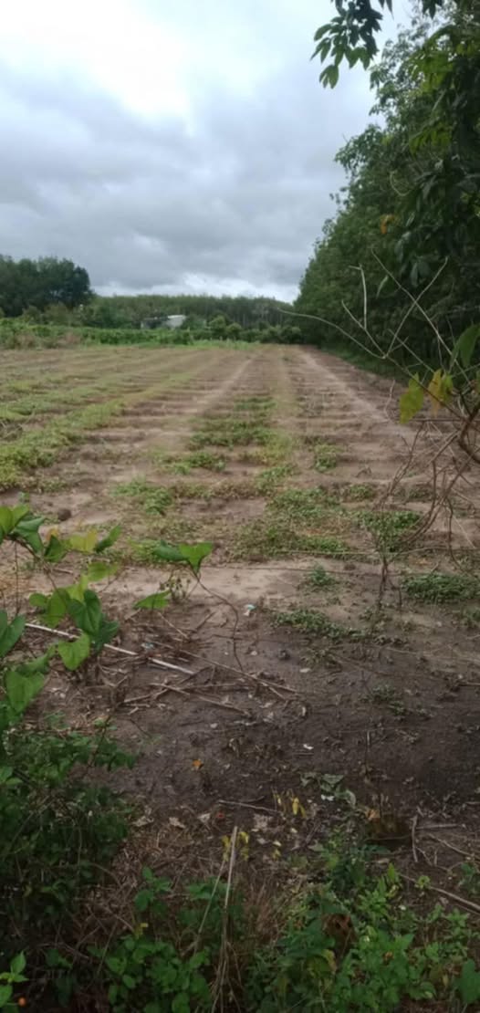 Siêu phẩm đất nền 195 triệu đồng, sổ đỏ 60m2 thổ cư, tọa lạc ngay Cổng chào Kep Ram, Hòa Bình