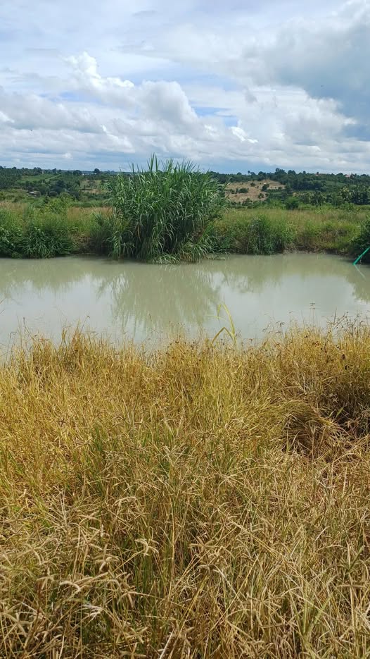 Cần bán 12 hecta đất trồng cây lâu năm (CLN) tại xã Eamroh, huyện Cư M'gar, tỉnh Đắk Lắk