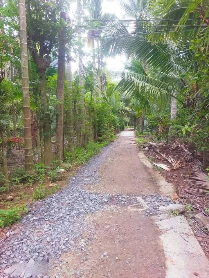 Đất vườn trồng dừa xanh mướt, cơ hội an cư đầu tư tại Vĩnh Long