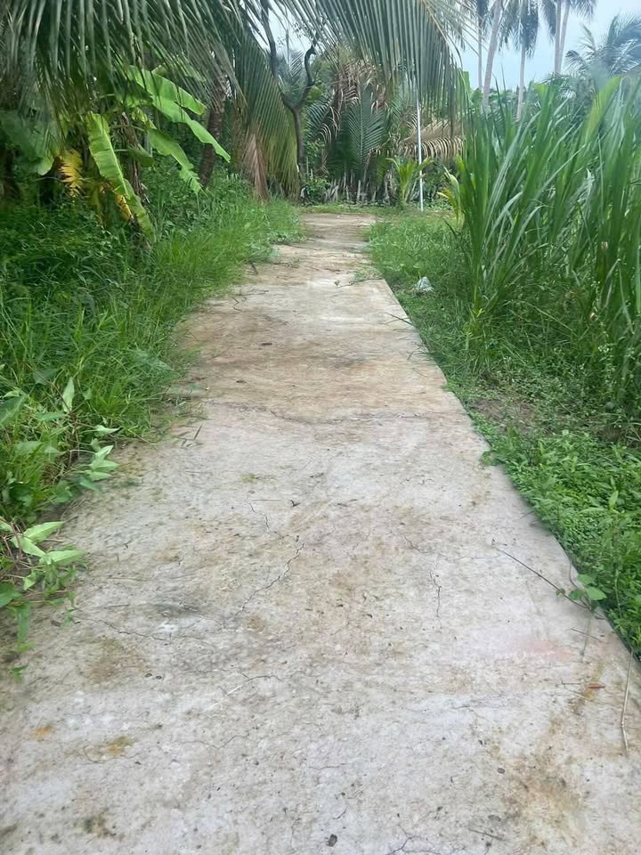 Đất Bến Tre siêu rẻ, ngang 6m dài 26m, chỉ 165 triệu