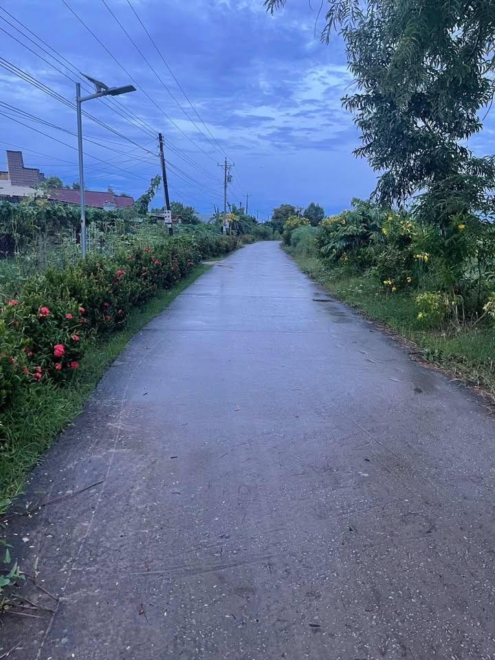 Bán nền Cà Mau 6x50m, hướng Đông, sổ hồng sẵn sàng, giá 500 củ khoai