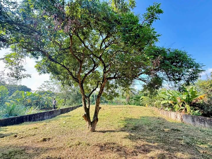 Đất Ba Vì nhỉnh 2 tỷ 1600m2 bám hồ sen, có ao cá, sổ đỏ sẵn sàng