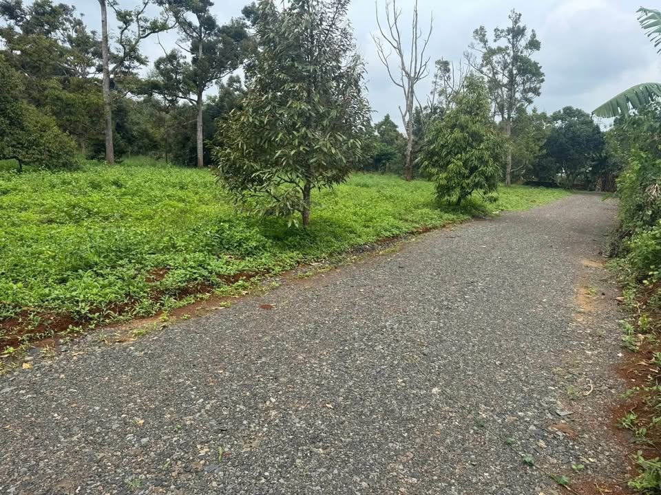 Đất sào Tân An, Buôn Ma Thuột - An cư lạc nghiệp