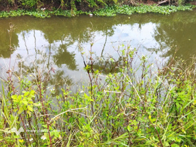 Bán đất thổ cư sổ đỏ chính chủ