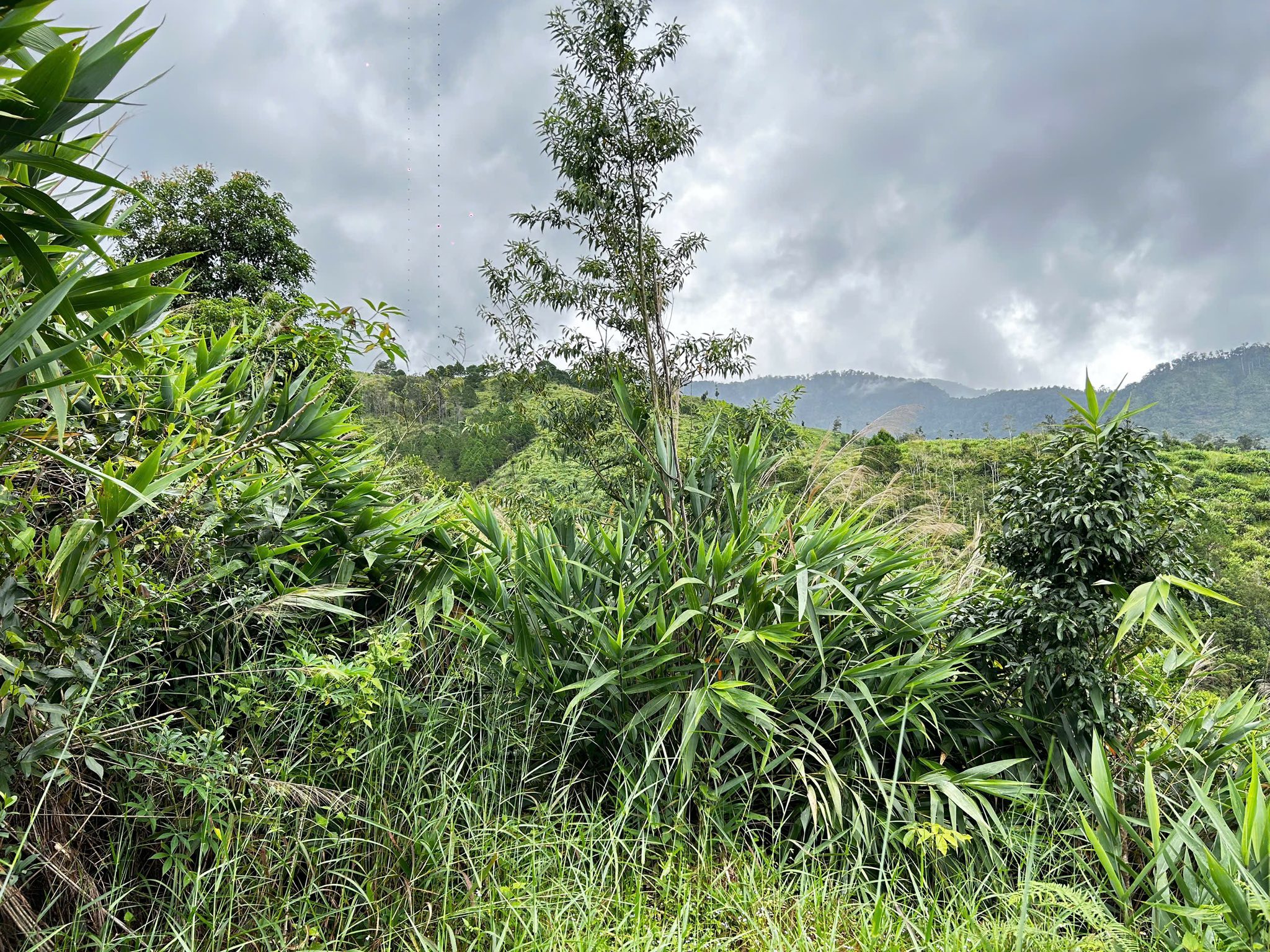 Đất Kon Tum 1,1 hecta Đắk Glei giá hời, sổ sẵn sàng