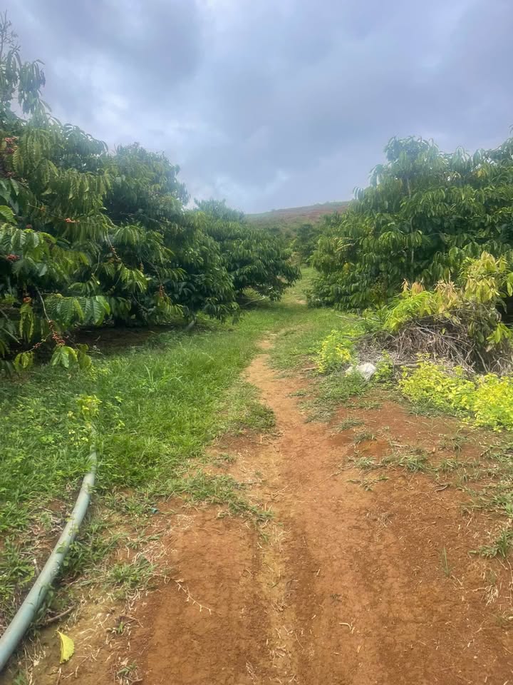 Bán đất nông nghiệp 4.3 ha tại Quảng Thành, Gia Nghĩa, Đắk Nông