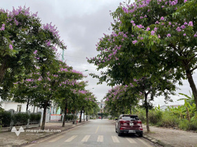 Chính chủ Bán Biệt thự Đơn lập Foresa Tasco Xuân Phương, Nam Từ Liêm cũ Diện tích 200m2