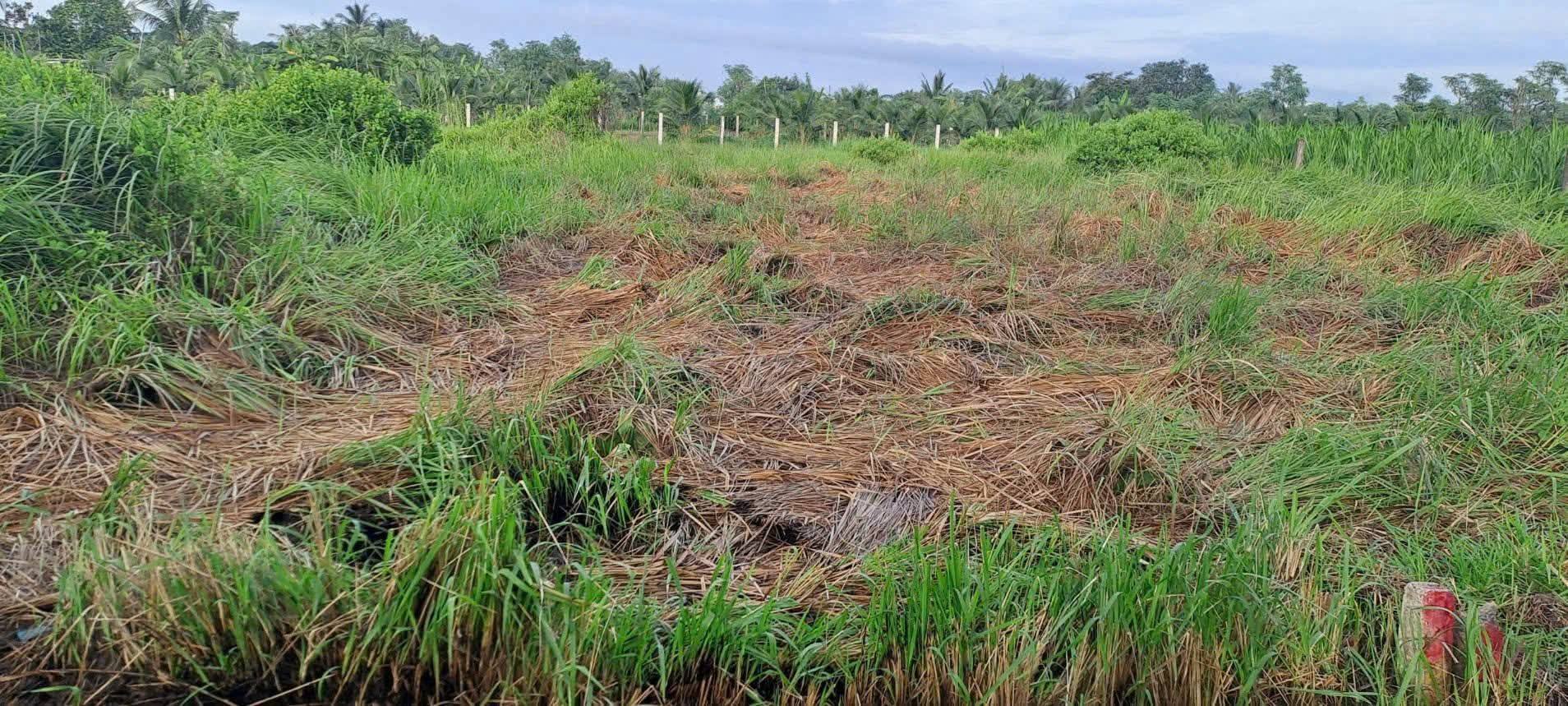 Bán nhanh đất nền Tiền Giang, cơ hội đầu tư sinh lời vượt trội