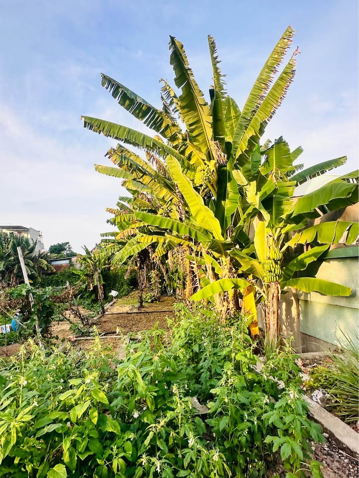 Cho thuê đất 300m² trồng rau, hợp đồng dài hạn tại Bà Rịa - Vũng Tàu