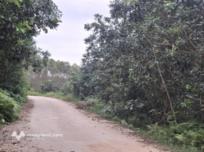 Cần bán bán đảo Hồ Thác Bà có thổ cư tại tt.Yên Bình